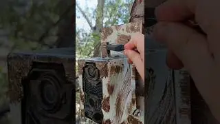 Rutin Foto Kapan Kontrolü #wildlife #wildlifeanimals #wildlifephotography