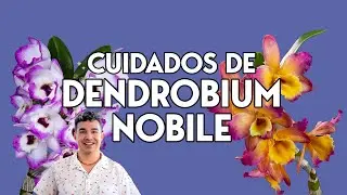 ¿Cómo cuidar a un Dendrobium nobile?  | | Tutorial de orquídeas para principiantes