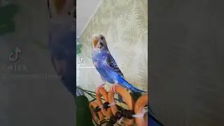 баритон 