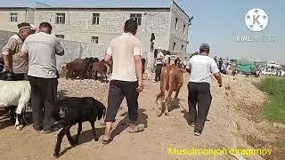 SOTILGAN MOLLAR NARHLARI SURXONDARYO VILOYATI QIZIRIQ JAXON MOL BOZORI 🐄🐂