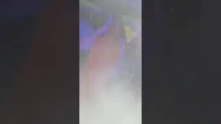 Gucci flava performing live