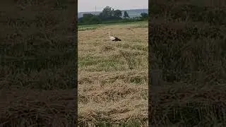 #сільськежиття #agriculture #farming #agriculturefarming #agromachine