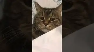 Мой кот увидев мою мускулатуру 😱