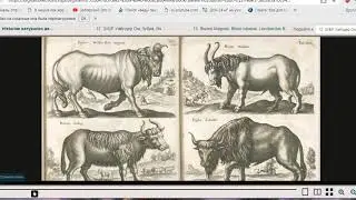 УДИВИТЕЛЬНЫЕ ЖИВОТНЫЕ Книга Яна Йонстона «Описание чудес природы