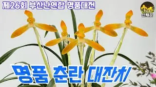 부산 영화의 전당에서 펼쳐진 아름다운 한국춘란 최고가 명품대전