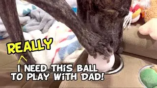 Greyhound's Endless Play Plans with Dad!