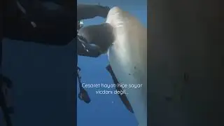 Cesaret hayatı hiçe sayar, vicdanı değil..