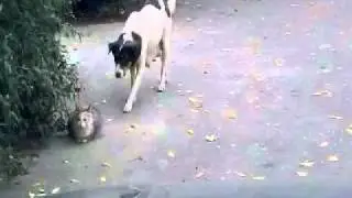 Dog scares the cat Собака партизан)))