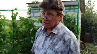 Посадка огурцов в июле для второго урожая. Уход за ними