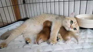 Cute kitten trying to escape its cage gets scolded by its mom cat...