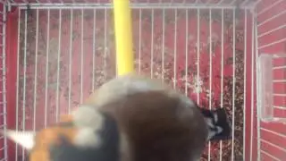 NICE SWITTY GOLDFINCH TOPPER