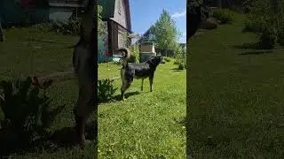 Привет из дома, а не из приюта! Пусть у каждой собачки будет дом 🥰 #добро #собака #приветиздома