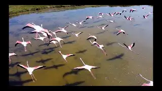 Laguna Veneta | Fenicotteri | Drone | 2k
