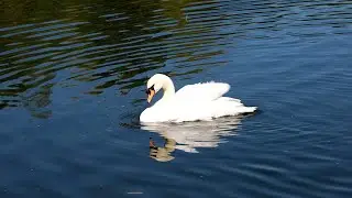Tierisch gut
