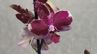 РОЗЫГРЫШ.!!!!Орхидея в июне.. 🥳