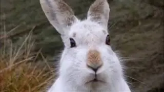 У меня запрели яйца