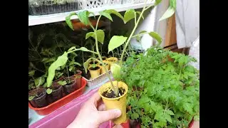 Обзор моей рассады томатов перед переездом на дачу.