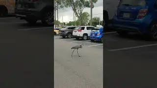 Эй ты птичка, летим со мной