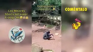 Mejores Shorts del Súper Biólogo #6 🤣🙊🗿