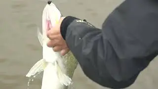 New St. Croix Rods for International Anglers