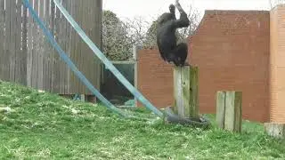 monki flip
