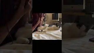 The Debate between my Cat and Mother, Outcome Unknown