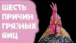 Грязные яйца в курятнике. Причины и решения
