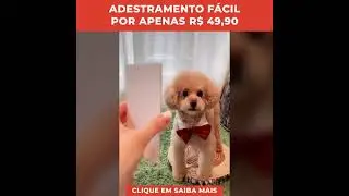 Como adestrar cachorro filhote em casa#shorts