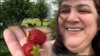 Два Дня из Моей Жизни | Урожай Фасоли и Замена Колес
