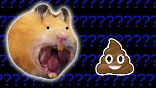 Why Hamsters Eat Their Own Poop?