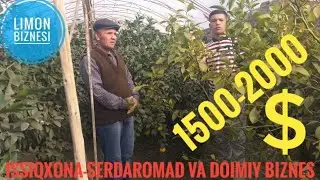 Issiqxona (teplitsa)biznesi/Issiqxona-daromadli biznes