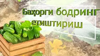 Баҳорги бодринг етиштириш: батафсил ва яхлит маълумот (1-қисм)