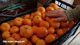СКАЗОЧНЫЕ ЦЕНЫ НА ФРУКТЫ ПОД НОВЫЙ ГОД /ОБЗОР МОИХ ПОКУПОК