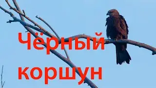 Черный коршун