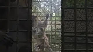 нашли ферму где держат бешеных обезьян в Пуэрто Принцессе