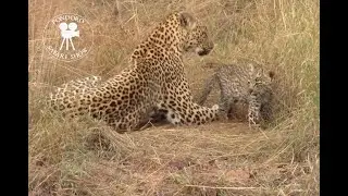 Leopard mother washing her cub