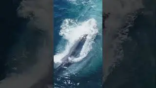 When nature is so amazing it’s hard to believe it’s real! #whale #drone #wildlifephotography