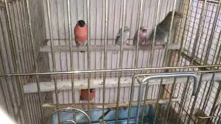 Щур, урагус, снегирь