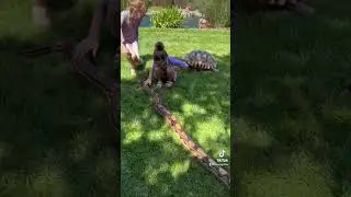 BIG SNAKE IS LIFE OF THE PARTY! 