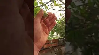 маракуя цветёт и плоды завязываются