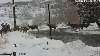 Deer Fight, Round 2, "Snowdown Throwdown"