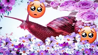 улиткам респект (уважение)