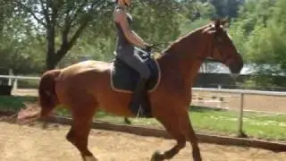 My horse - Gordon