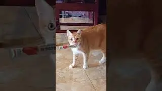 Is your #cat like this too? #catlover #catshorts #funnyanimals #catcompilation
