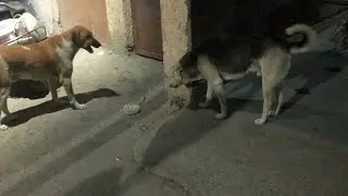 Cute dog demand barking for food