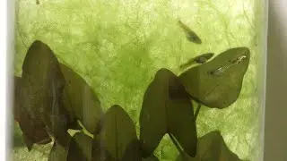 Filamentous Algae Self-Sustaining Aquarium