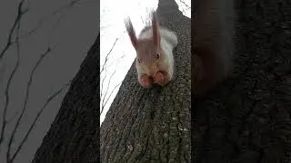 Белка красиво ест орех / Squirrel eats a nut beautifully