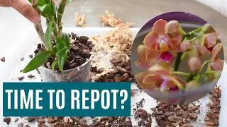 When to repot your orchid - Essential tips for healthy growth