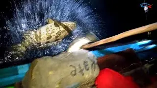 Gara gara ikan kerapu temanku sampai minta gancu