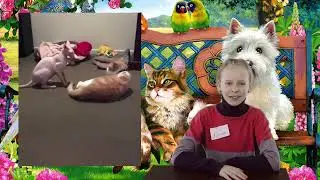 «Домашний заповедник» о сфинксах